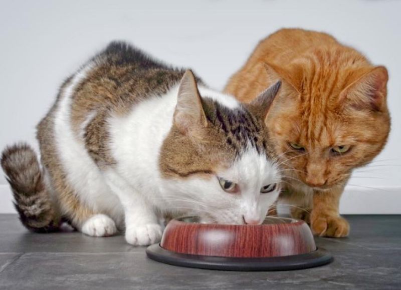 Changing Foods Too Often