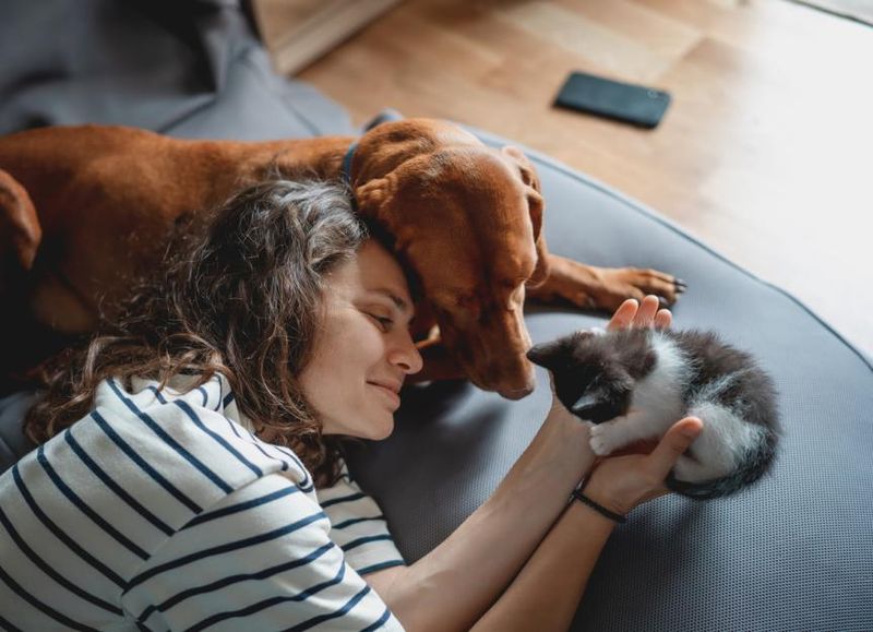 Introducing a New Pet or Person
