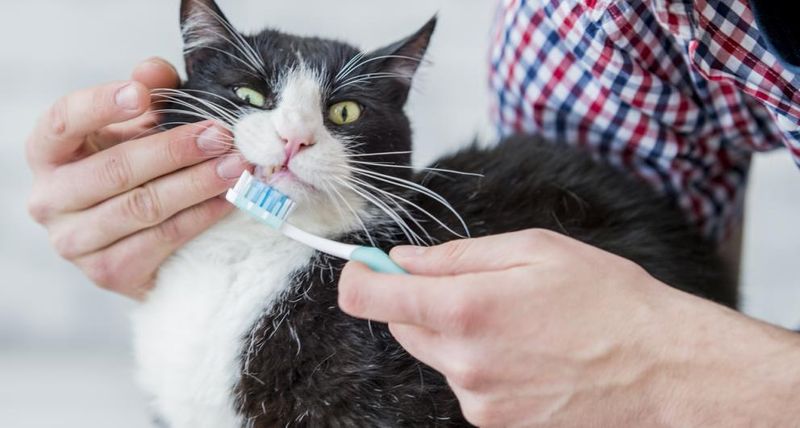 Ignoring Dental Care