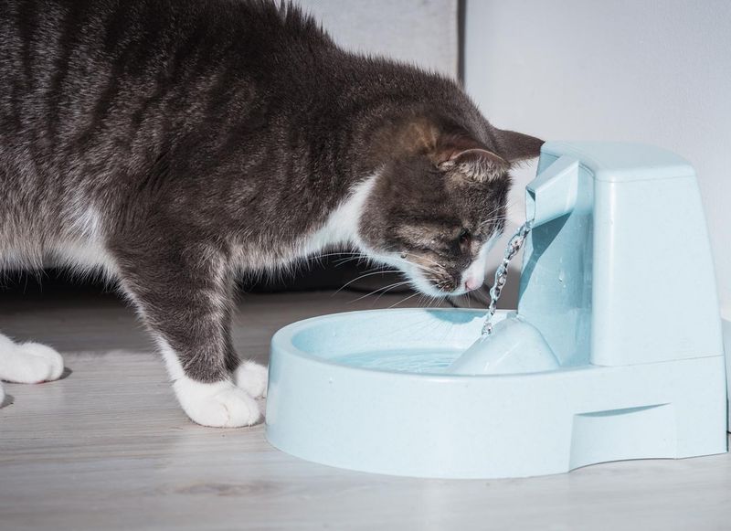 Hovering or Staring During Meals