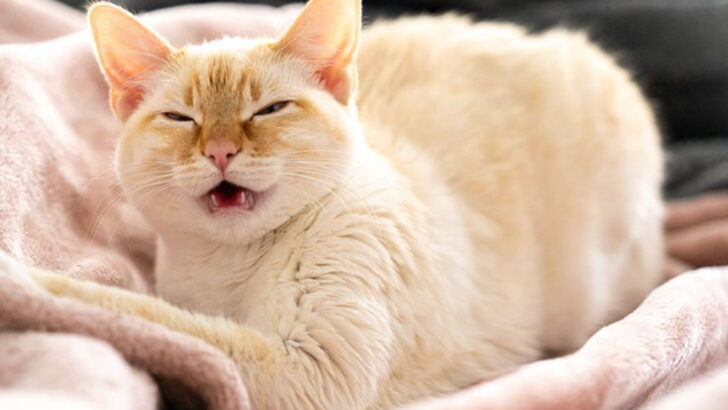 Feline Bordetella Bronchiseptica — 9 Risk Factors, Symptoms — and Prevention