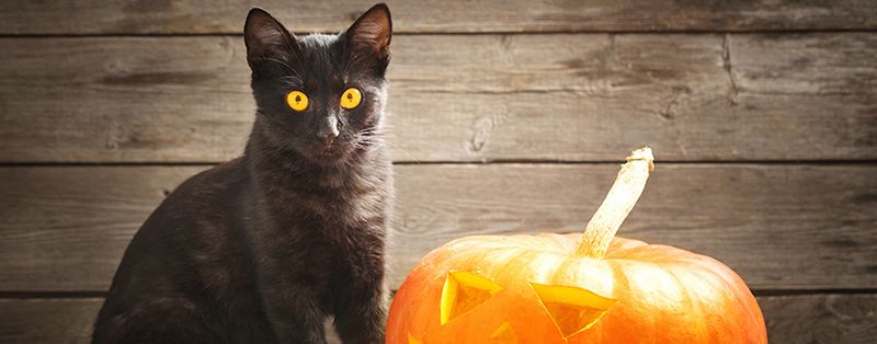 Feline Companions of Witches