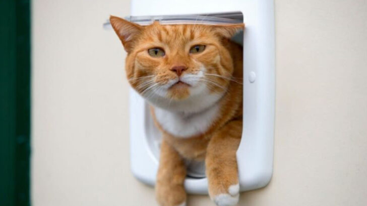 Feline Geniuses — 12 Ways Cats Outsmart People