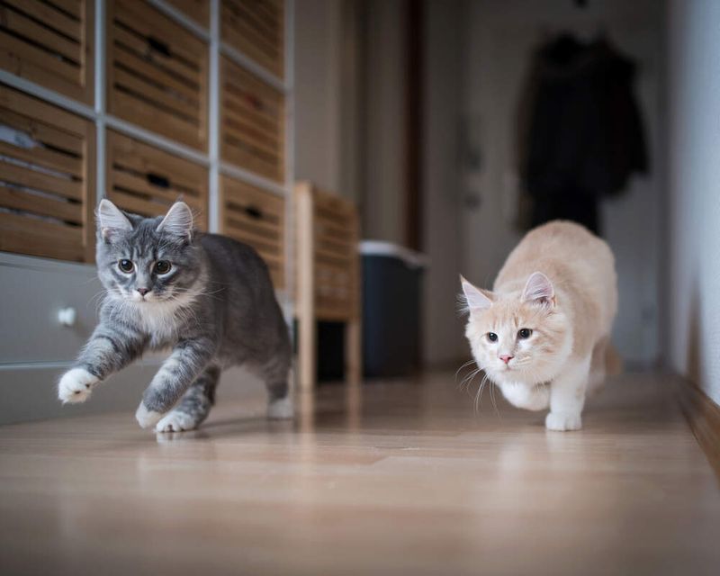 Difficulty Integrating with Other Pets
