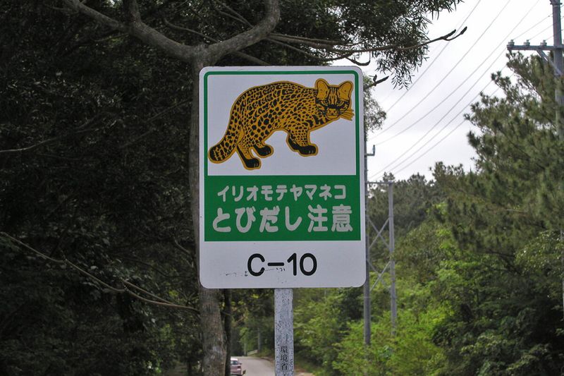 Roads Are a Major Threat