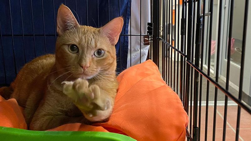 Adopt, Don’t Shop (and Look for Adoption Specials)