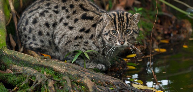 Fishing Cat