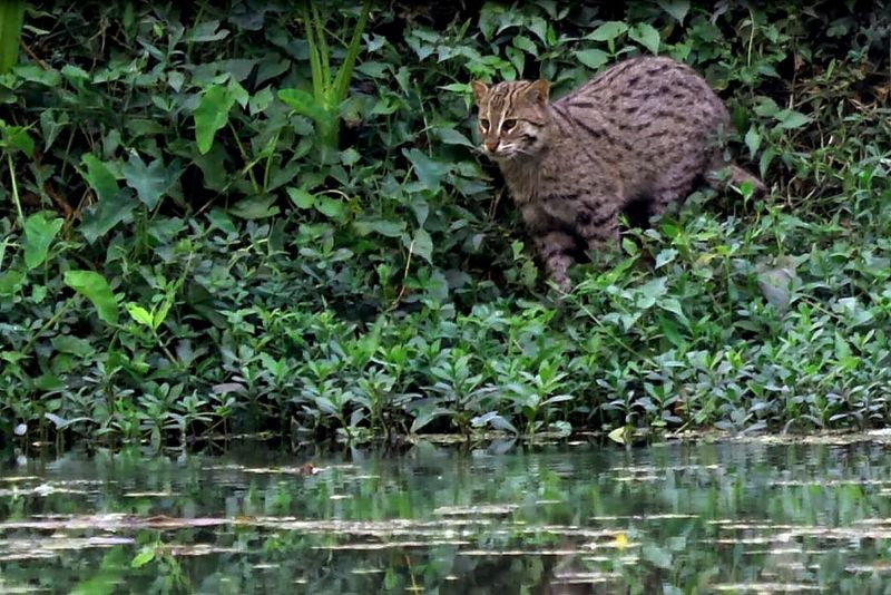 Fishing Cat