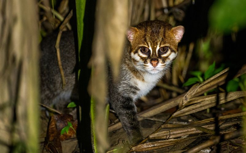 Flat-headed Cat