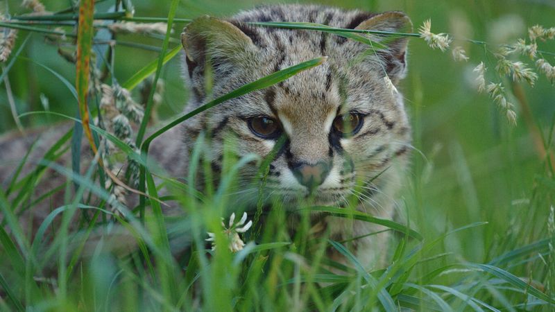 Kodkod (Leopardus guigna)