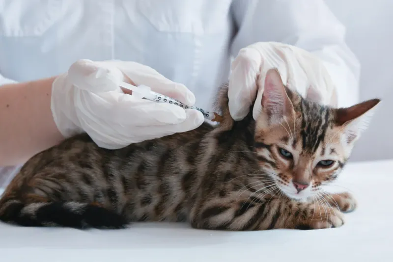 Update Vaccinations