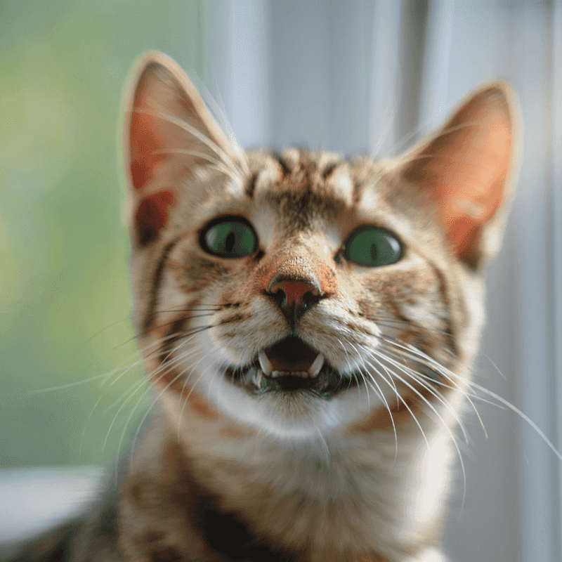 Chirping or Trilling as a Greeting
