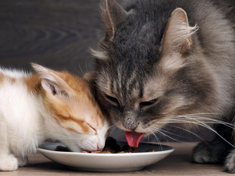 Food Tolerance