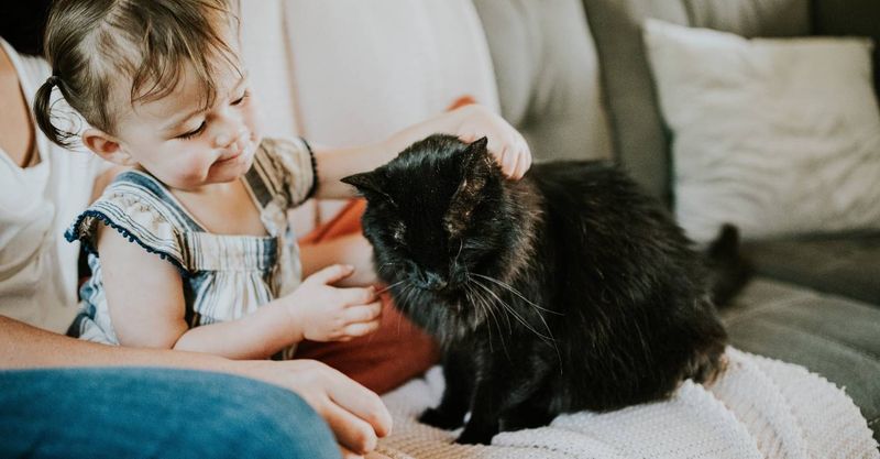 Forcing Interactions with Other Pets or Kids