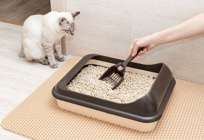 Forgetting to Clean the Litter Box