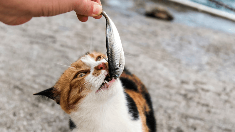 Fish-Based Treats