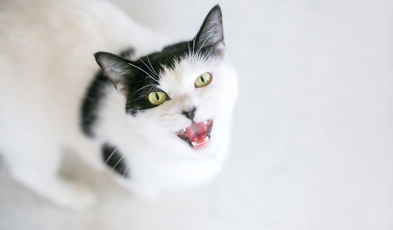Frequent Meowing