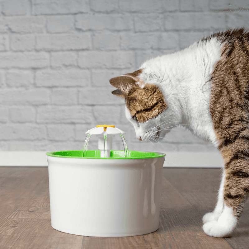 Fresh Water Daily