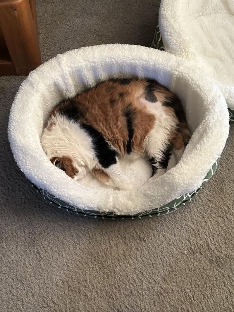MidWest Defender Orthopedic Bolster Cat Bed