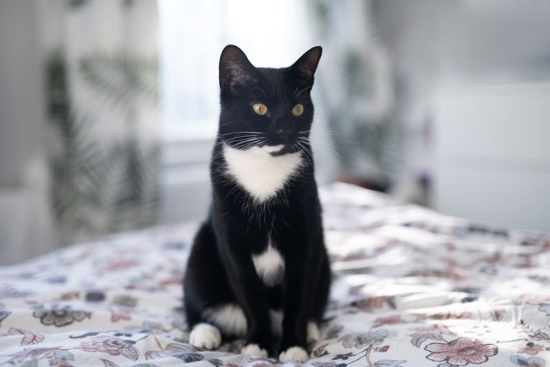 American Shorthair