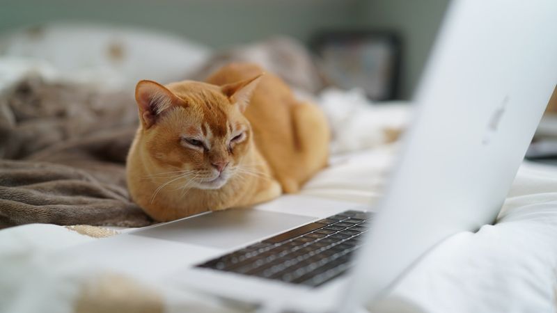 Prepare Your Pet and Environment
