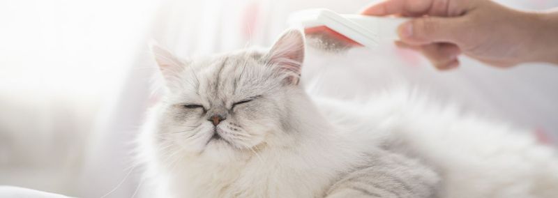 Gentle Brushing Rituals