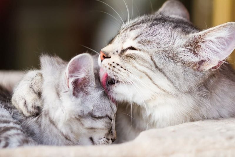 Gentle Grooming