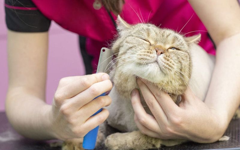Gentle Grooming