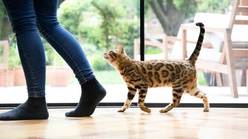 Following You Around