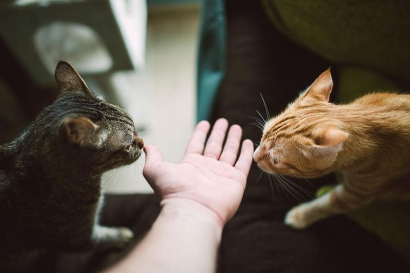 Gentle Introductions