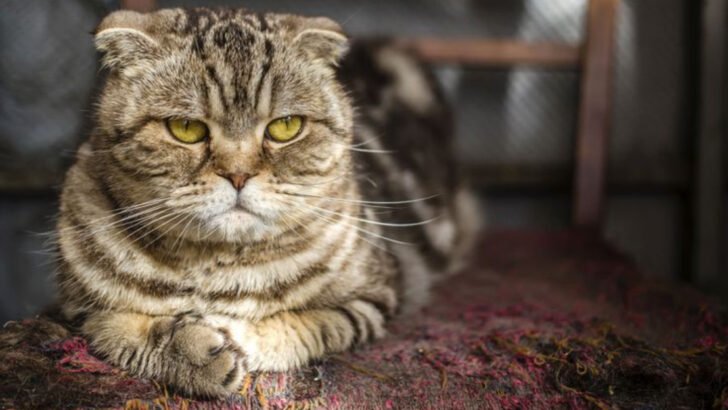 Gentle Methods — 8 Effective Ways to Teach Boundaries to Senior Cats