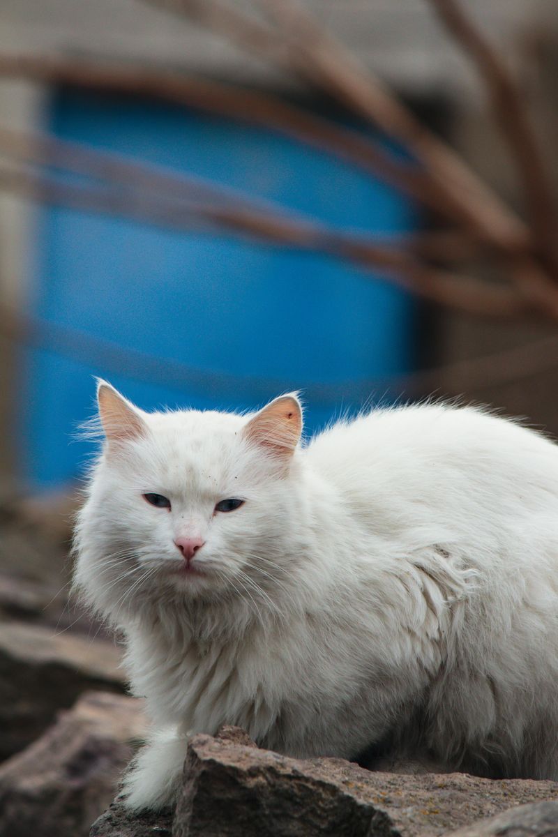 Positive Reinforcement