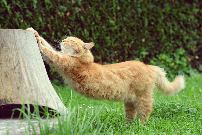 Gentle Morning Stretches