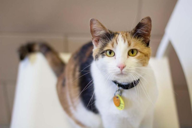 Microchip and Update ID Tags