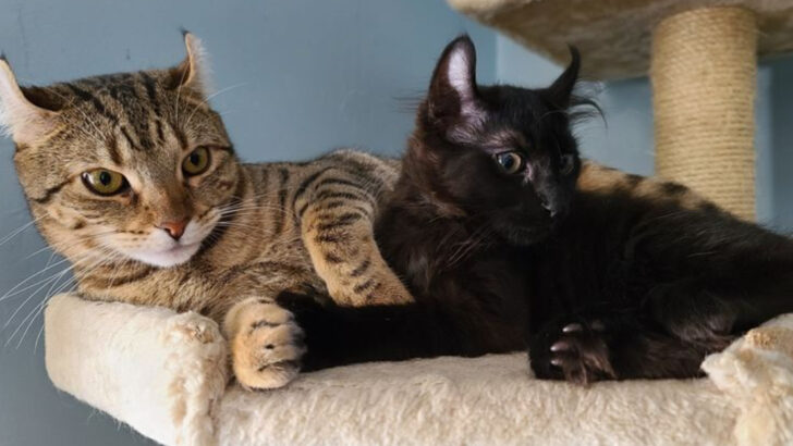 Get to Know the Highlander Cat — 12 Fun Facts