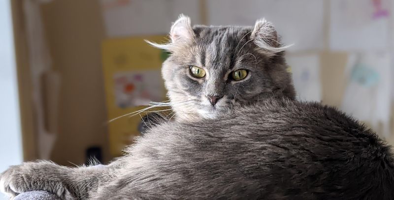 Curly Ears — All Natural