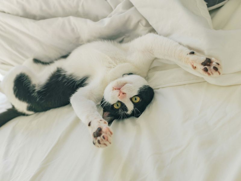 Saying “Excuse Me” to a Sleeping Cat