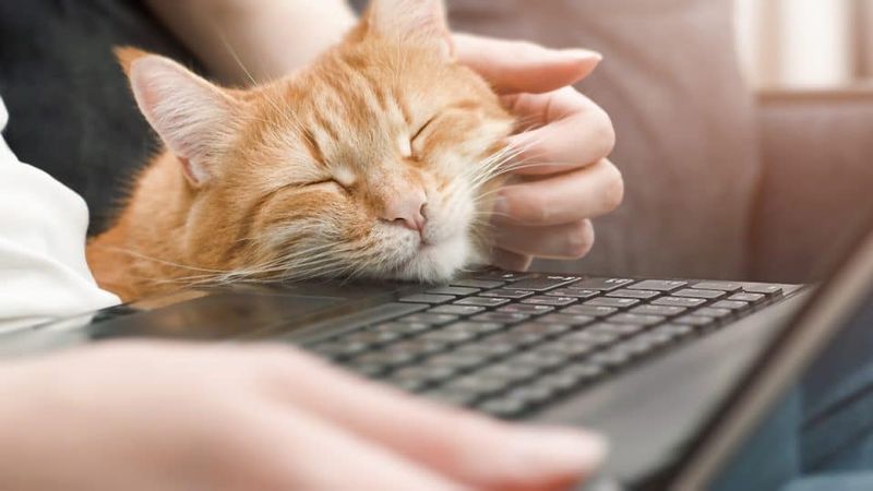Keyboard Sabotage
