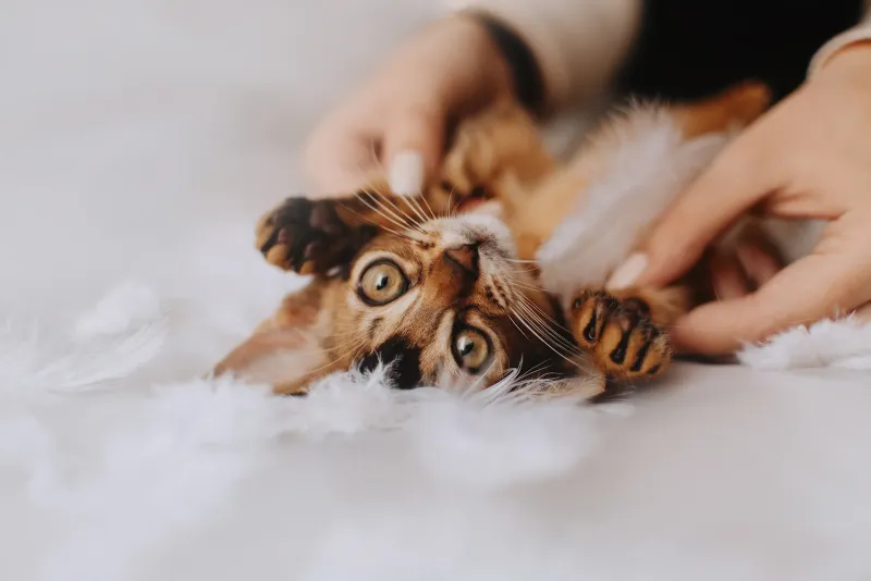Begin Bonding Through Play