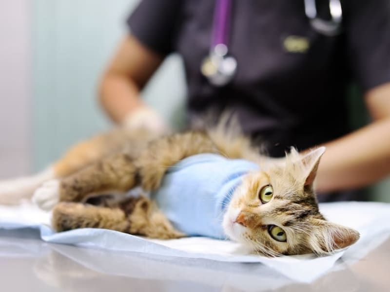 Go to the Follow-Up Appointment