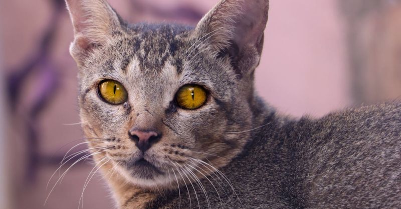 They Often Have Green or Gold Eyes
