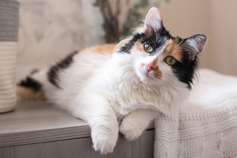 Calico