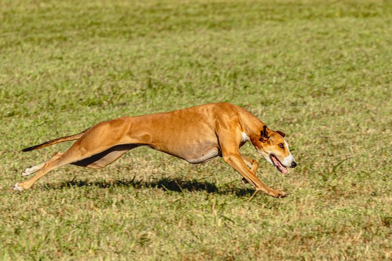 Greyhound