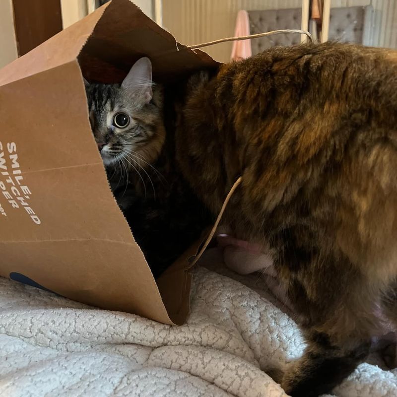 Grocery Bag Inspector