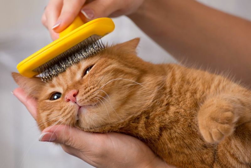 Grooming Inspector