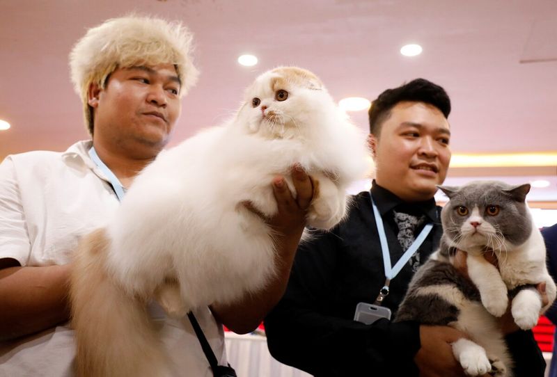 Cats Have Stage Names and Pedigrees