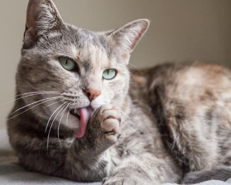 Grooming Rituals