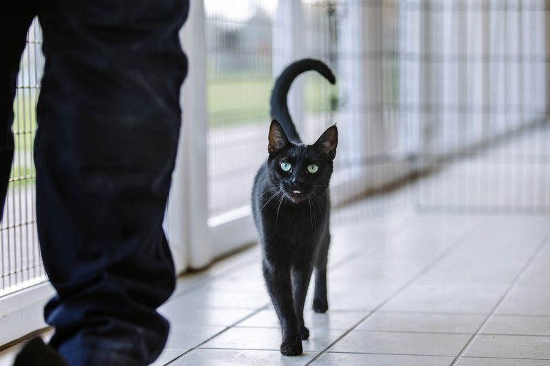 Gentle Tail Language