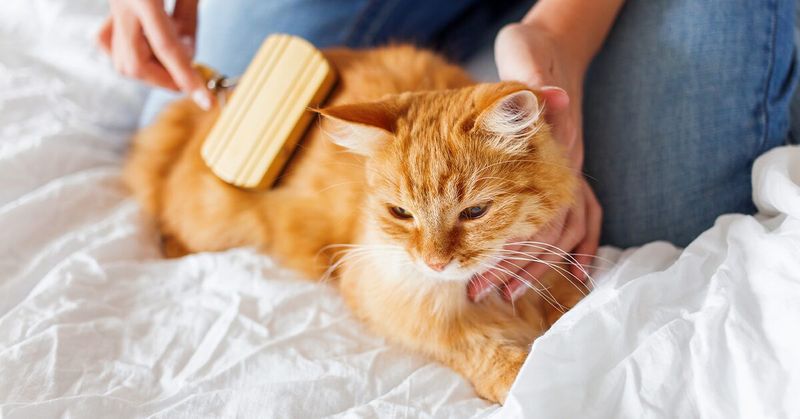 Grooming and Fur Care