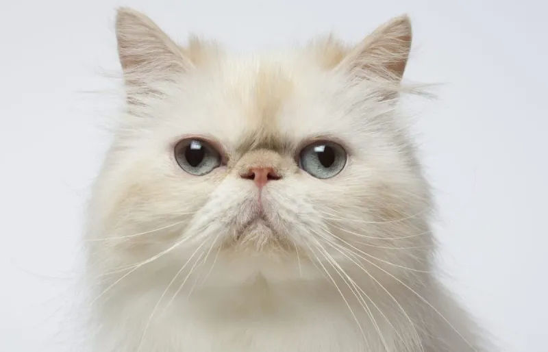 Have a Distinctive, Flat-Faced Look